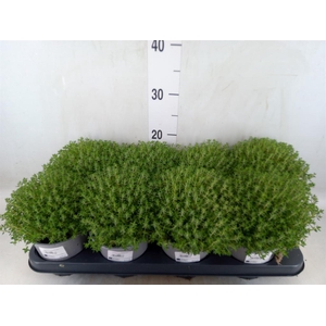 Thymus vulgaris 'Compactus'