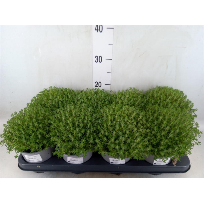 <h4>Thymus vulgaris 'Compactus'</h4>