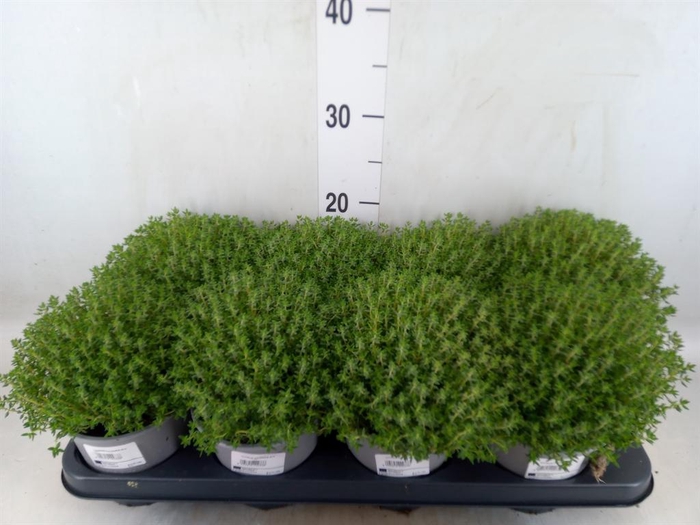 <h4>Thymus vulgaris 'Compactus'</h4>