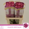 Rosa gr Country Spirit Blues