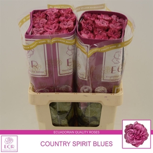 Rosa gr Country Spirit Blues