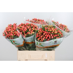 Hyp Mag Roy Princess