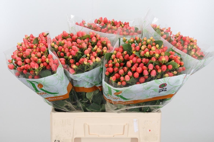 <h4>Hyp Mag Roy Princess</h4>