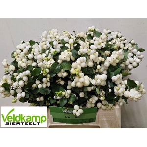 SYMPHO MAG LEMO LIME