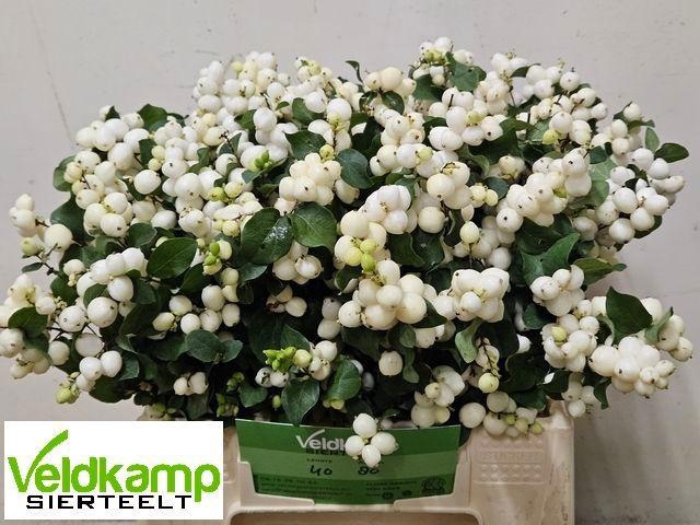 <h4>SYMPHO MAG LEMO LIME</h4>