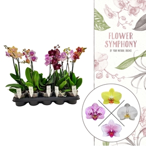 Flower Symphony | Mix | Phalaenopsis 1 spike