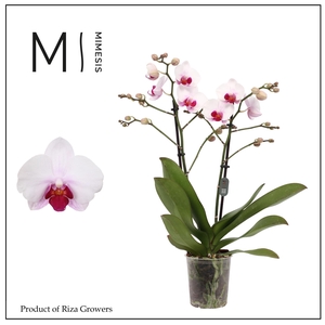 Phalaenopsis Cadi 2 spike - 12cm | Mimesis