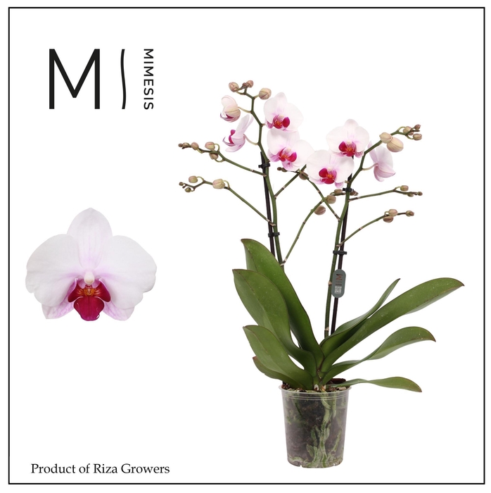 <h4>Phalaenopsis Cadi 2 spike - 12cm | Mimesis</h4>