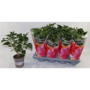 Hibiscus rosa sinensis 4+ 