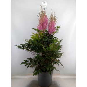 Astilbe arendsii 'Gloria Purpurea'
