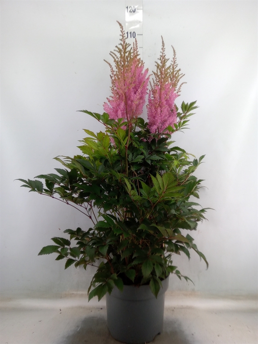 <h4>Astilbe arendsii 'Gloria Purpurea'</h4>