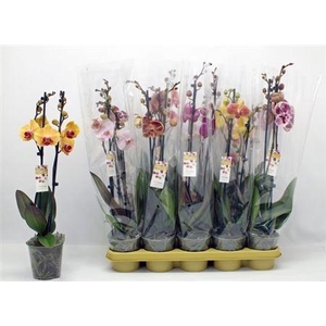 ** Phal Gem 10 Kl 2 Br 16+ * Winter Promo *