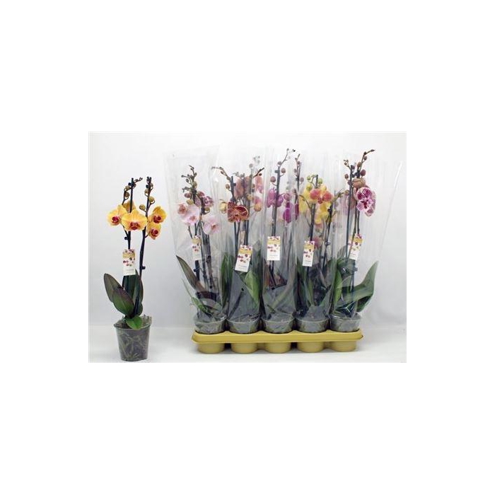 <h4>** Phal Gem 10 Kl 2 Br 16+ * Winter Promo *</h4>