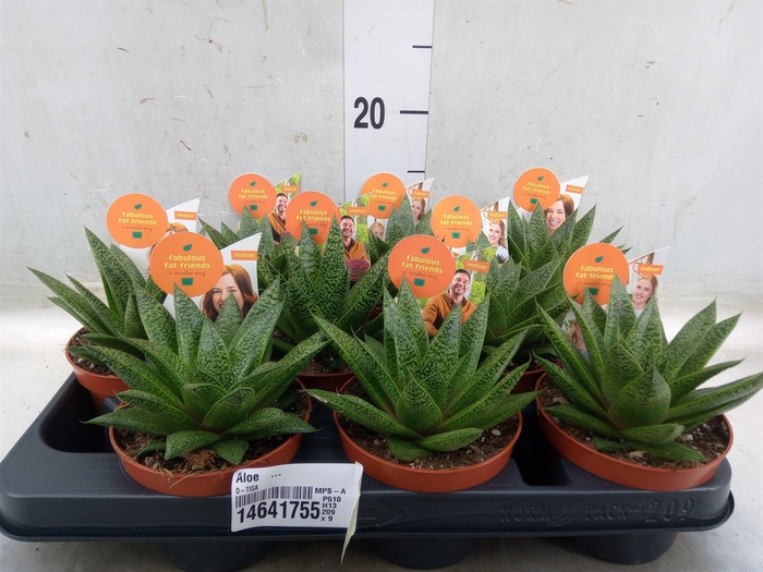 <h4>Aloe   ...</h4>