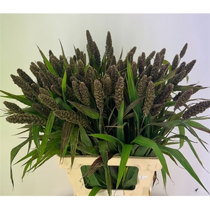 Setaria It Highlande