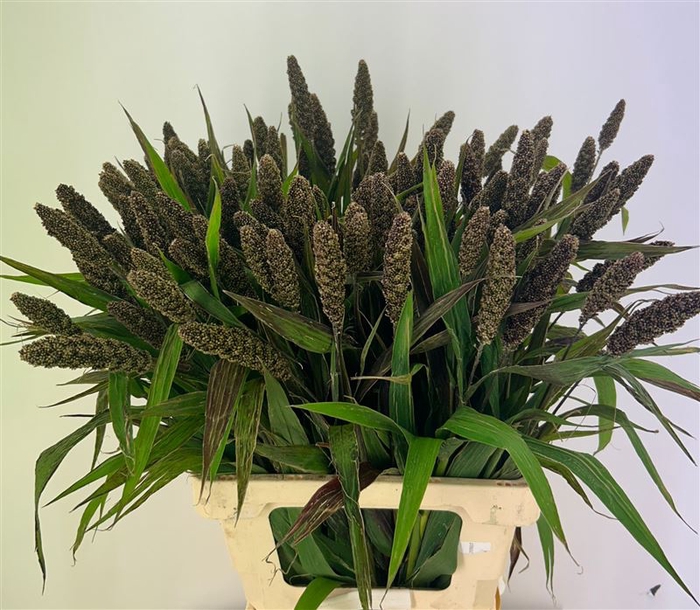 <h4>Setaria It Highlande</h4>