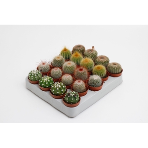 Cactus bollen mix