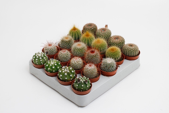 <h4>Cactus bollen mix</h4>