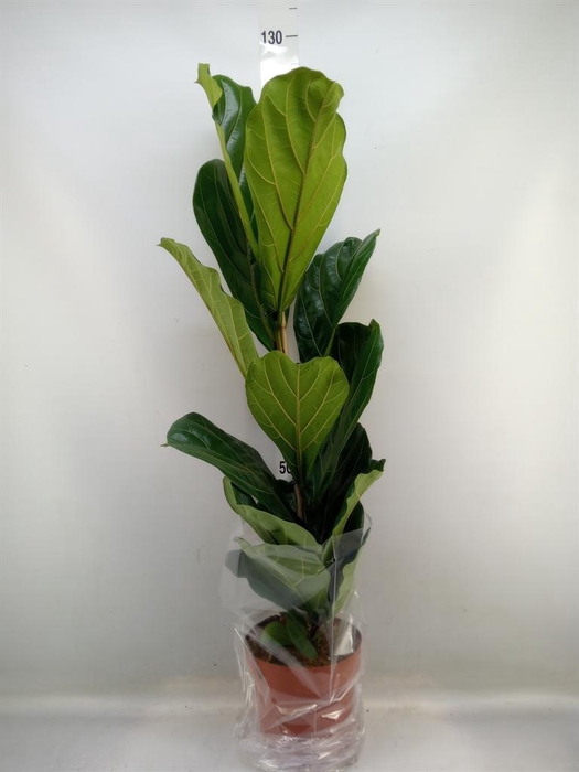 <h4>Ficus lyrata</h4>