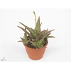 ALOE PINK BLUSH