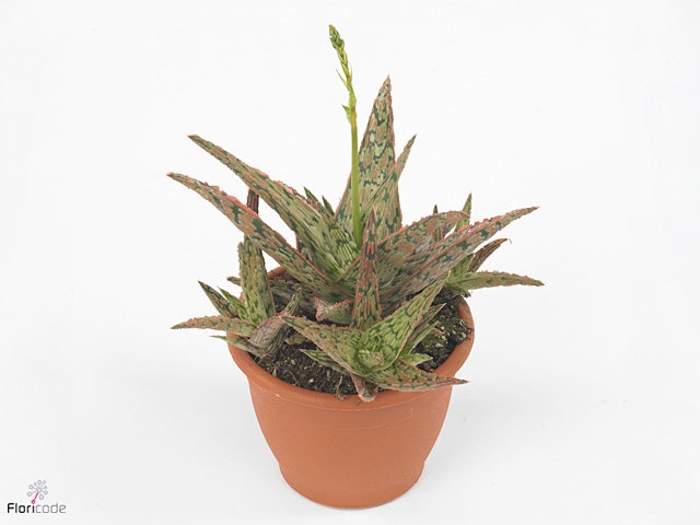 ALOE PINK BLUSH