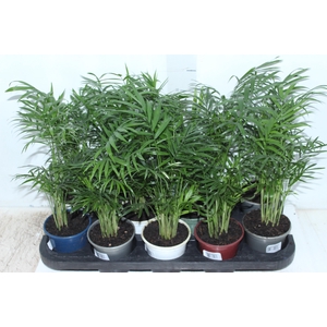 CHAMAEDOREA ELEGANS P11