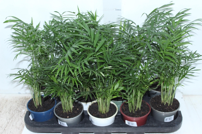 <h4>CHAMAEDOREA ELEGANS P11</h4>