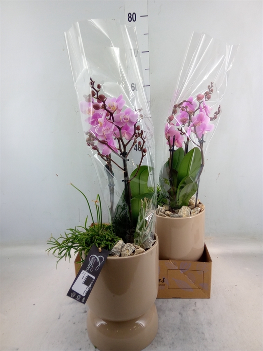 <h4>Arr.  Phalaenopsis H%</h4>