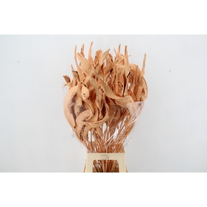 DF Strelitzia Leaf Apricot