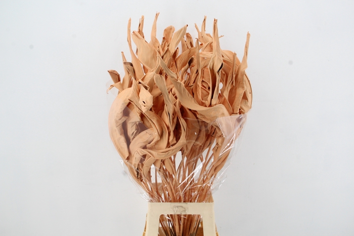 <h4>DF Strelitzia Leaf Apricot</h4>
