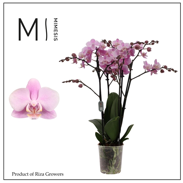 <h4>Mimesis Phal. Beaution - 4 spike 12cm</h4>