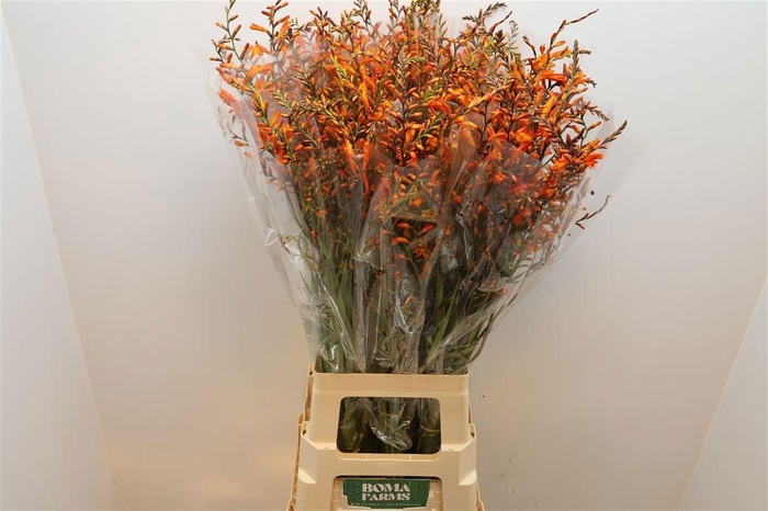 <h4>CROCOS LUCIFER</h4>