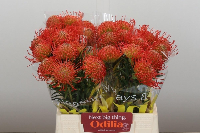 <h4>LEUCO CO SUCCESSION</h4>