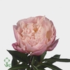 Paeonia catharina fontijn