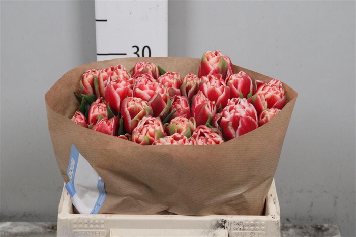 <h4>Tu Du Everton</h4>