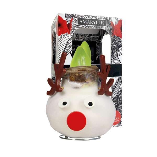 <h4>Amaryllis Touch of Wax Special Reindeer 6x1, rode bloem, Karton Giftbox</h4>