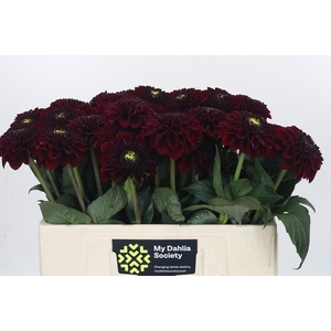 Dahlia Black Fox