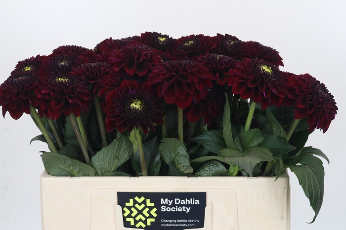 Dahlia Black Fox