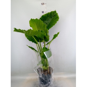 Alocasia gageana