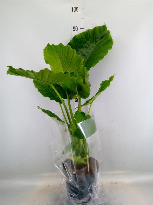 <h4>Alocasia gageana</h4>