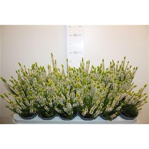 Callu Bl White