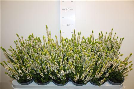 <h4>Callu Bl White</h4>