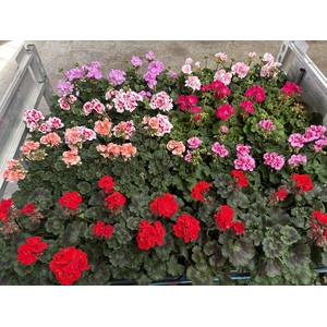 Pel Zon Mixk 1 Kleur Per Tray