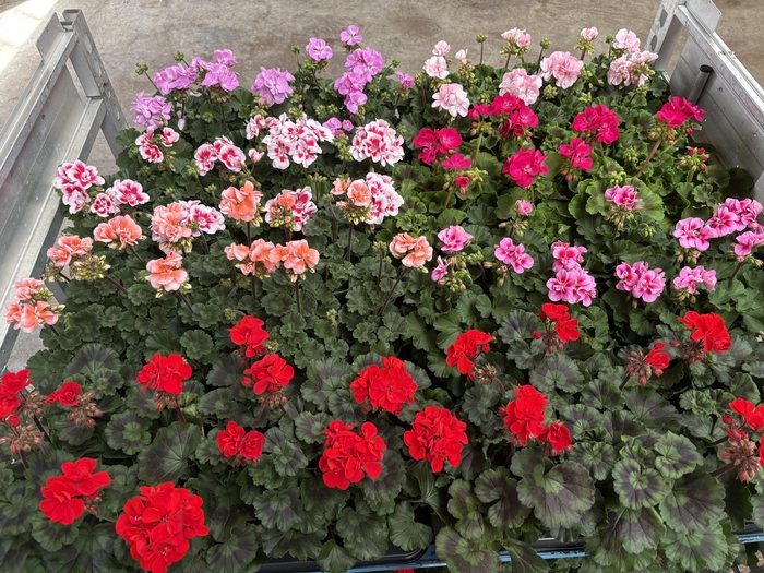 <h4>Pel Zon Mixk 1 Kleur Per Tray</h4>