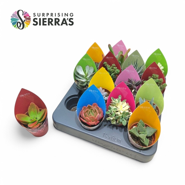<h4>Surprise® - Succulent Mix (Deluxe)</h4>