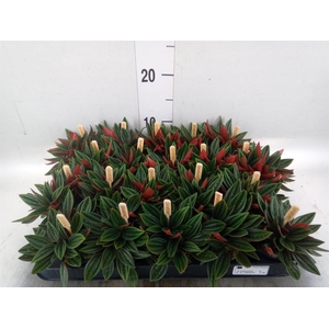 Peperomia caperata 'Rosso'