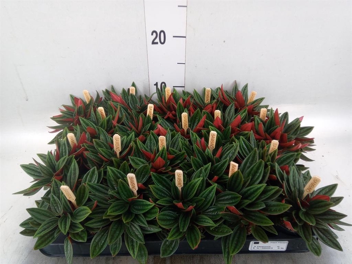 <h4>Peperomia caperata 'Rosso'</h4>