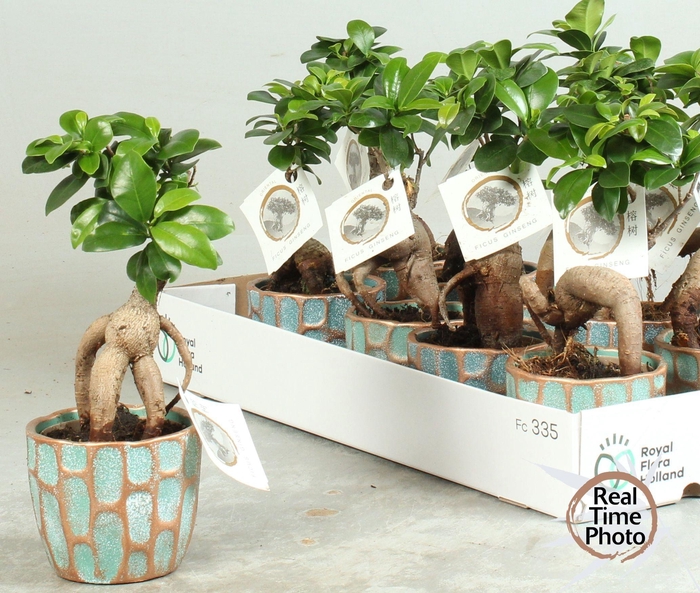 <h4>FIC MI GINSENG</h4>