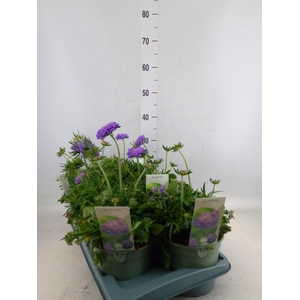 Scabiosa columb.