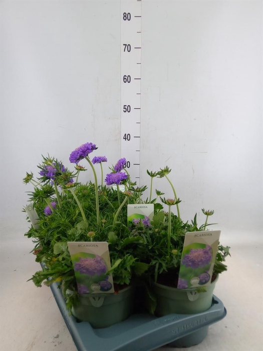 <h4>Scabiosa columb.</h4>